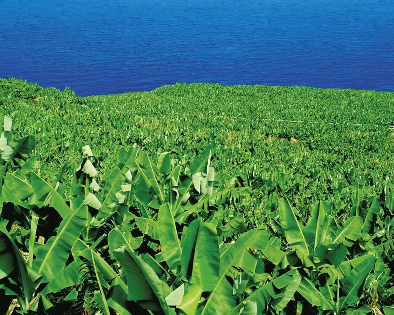 Voyage à La Palma, îles Canaries